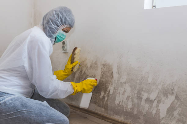 Best Toxic Mold Removal  in Pierceton, IN